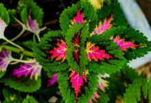 10 Tanaman Tropis Daun Unik: Warna Spektakuler, Bikin Takjub!