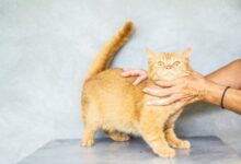9 Nama Kucing Unik & Imut Terinspirasi Minuman Manis