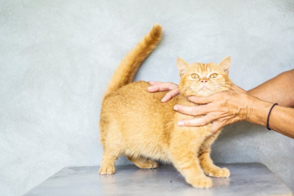 9 Nama Kucing Unik & Imut Terinspirasi Minuman Manis