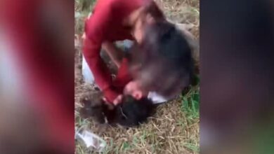 Duel Siswi SMP Kampar: Polisi Intervensi, Fakta Mengejutkan!