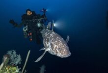 Ikan Purba Misterius Muncul Kembali: Temuan Mengejutkan di Maluku