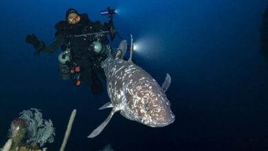 Ikan Purba Misterius Muncul Kembali: Temuan Mengejutkan di Maluku