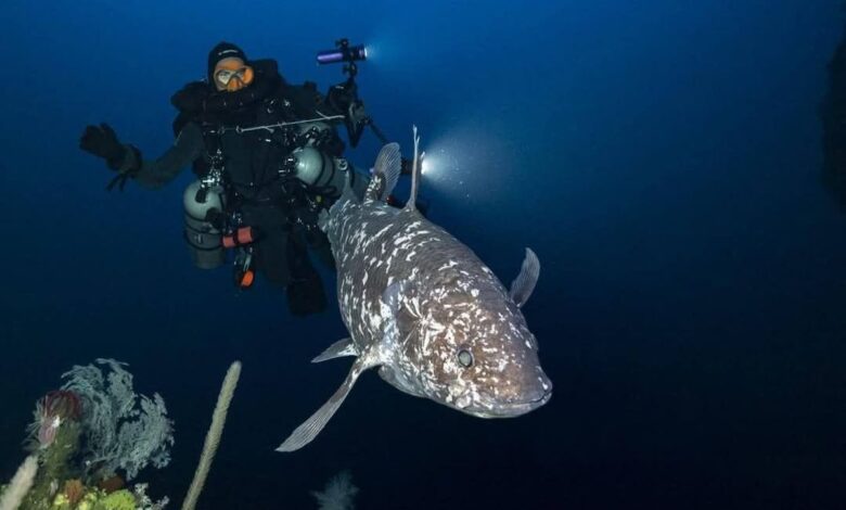 Ikan Purba Misterius Muncul Kembali: Temuan Mengejutkan di Maluku