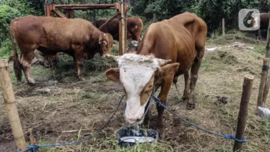 Dharma Jaya Siapkan Ribuan Sapi Kurban Idul Adha 2025 Jakarta