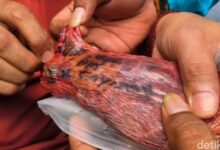 Misteri Tulisan Nama di Paru Sapi Kurban Tangsel