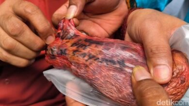 Misteri Tulisan Nama di Paru Sapi Kurban Tangsel