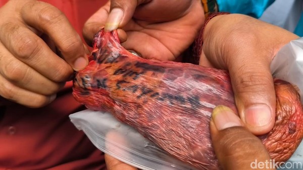 Misteri Tulisan Nama di Paru Sapi Kurban Tangsel
