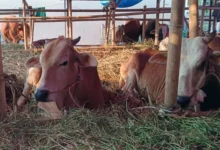 Sapi Kurban Jatuh Kolam, Petugas Damkar Jaksel Beraksi!