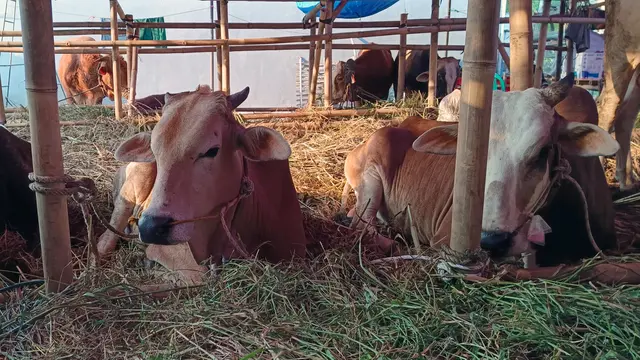 Sapi Kurban Jatuh Kolam, Petugas Damkar Jaksel Beraksi!