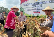 Wakil Bupati Sleman Dukung Panen Raya Jagung: Siap Bantu Petani