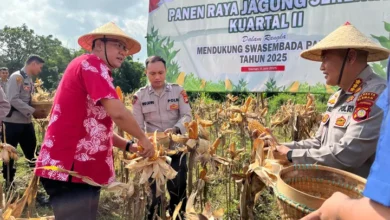 Wakil Bupati Sleman Dukung Panen Raya Jagung: Siap Bantu Petani