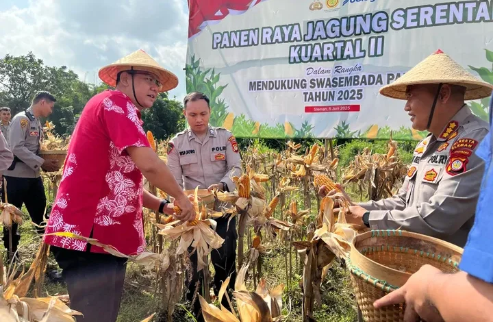 Wakil Bupati Sleman Dukung Panen Raya Jagung: Siap Bantu Petani
